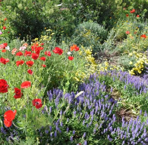 Fresno Wildflower Garden